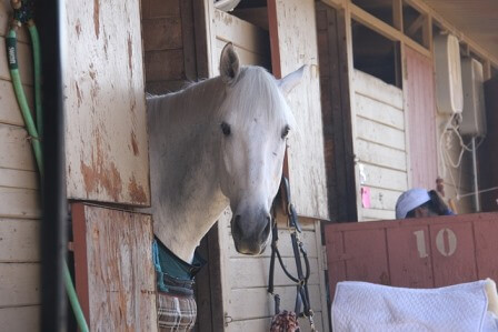eliminate odours quickly and permanently in Stables