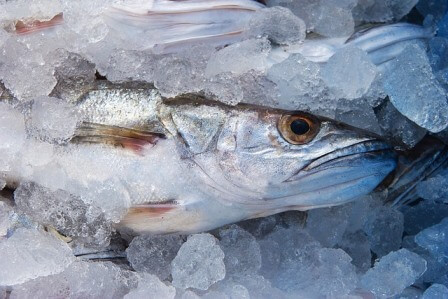 eliminate odours quickly and permanently in fisheries and restaurants