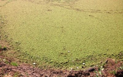 Removing Algae and Duckweed from dams