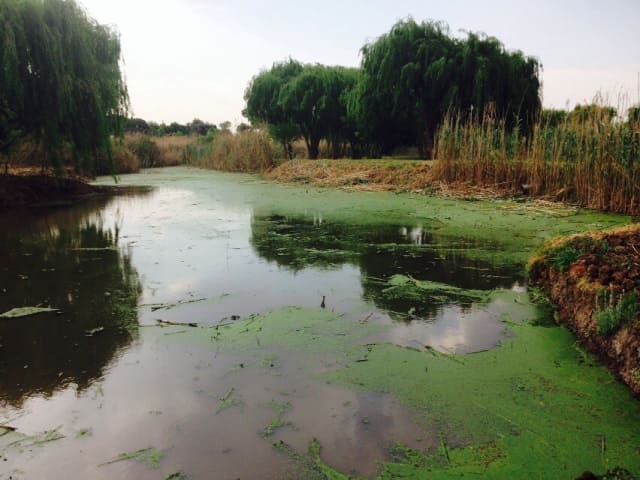 Removing Algae and Duckweed from dams beginning o clear using Biotreat Removing Algae from dams
