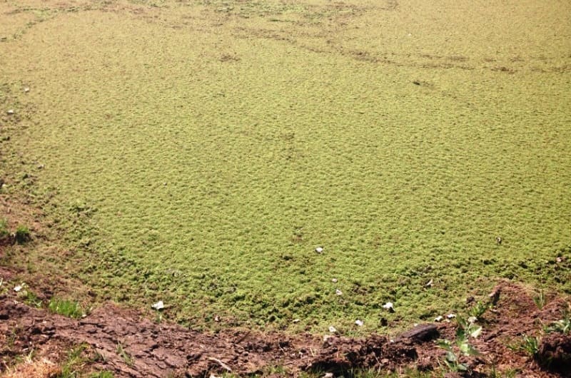 Removing Algae and Duckweed from dams
