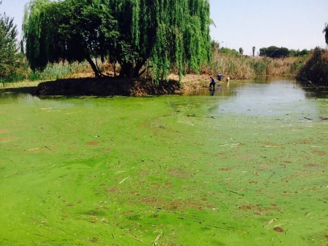 Removing Algae from dams Removing Algae from dams