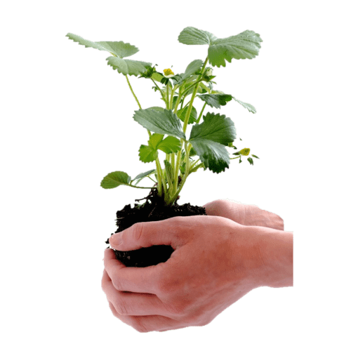 SOIL REMEDIATION A Microbe Rich, Natural and Organic Bio-Augmentation Process SOIL REMEDIATION A Microbe Rich, Natural and Organic Bio-Augmentation Process
