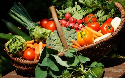 How vegetable microbes are used to clean pollution