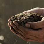 Soil remediation and the environment
