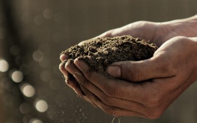 Soil remediation and the environment